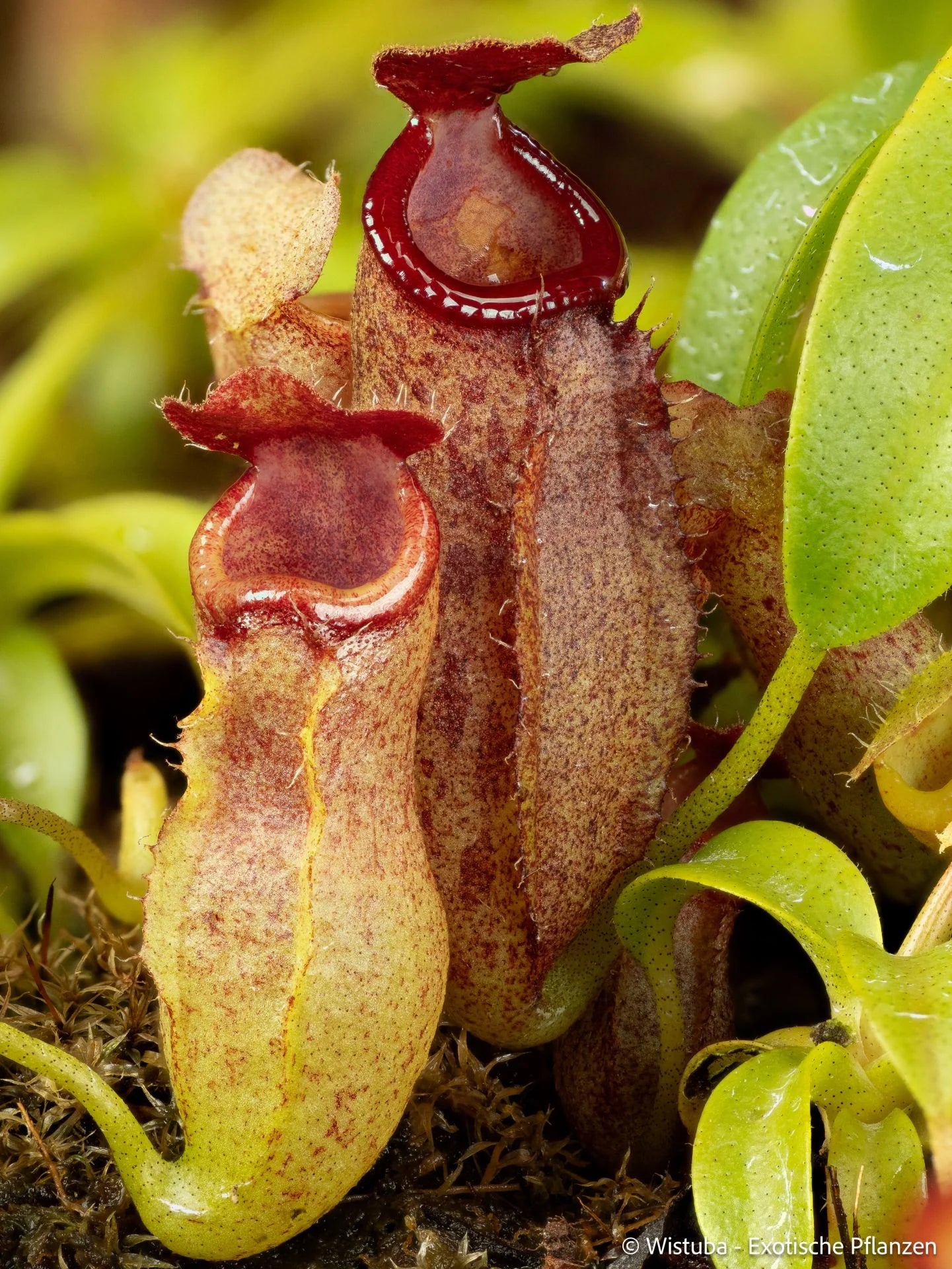 Nepenthes aristolochioides x campanulata 大森食虫植物農園