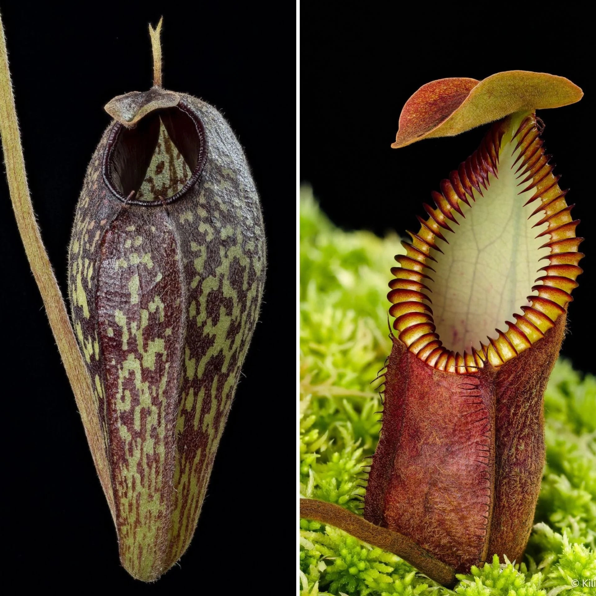 Nepenthes aristolochioides x diabolica 大森食虫植物農園