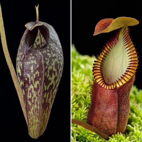 Nepenthes aristolochioides x diabolica 大森食虫植物農園