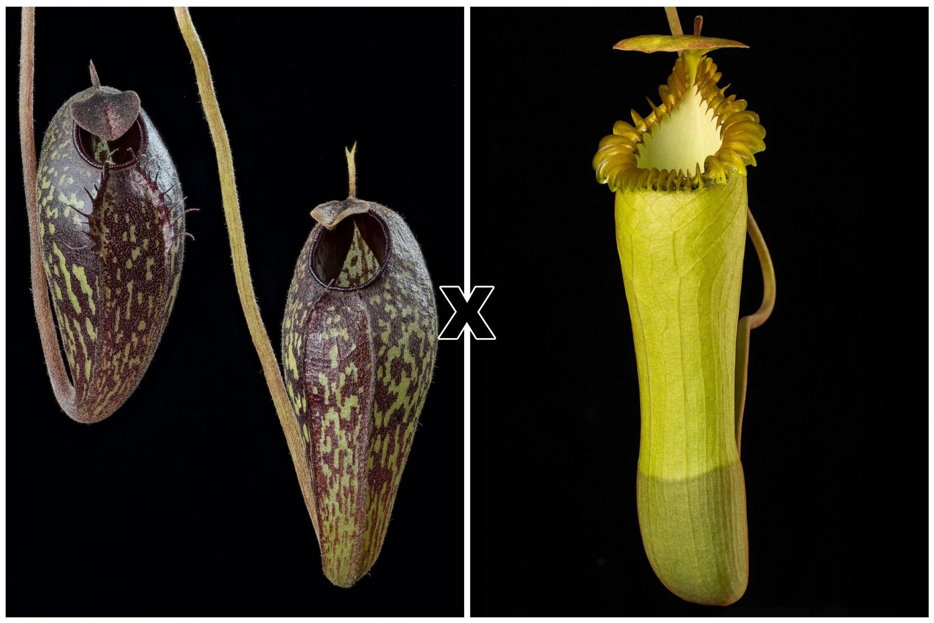 Nepenthes aristolochioides x edwardsiana 大森食虫植物農園