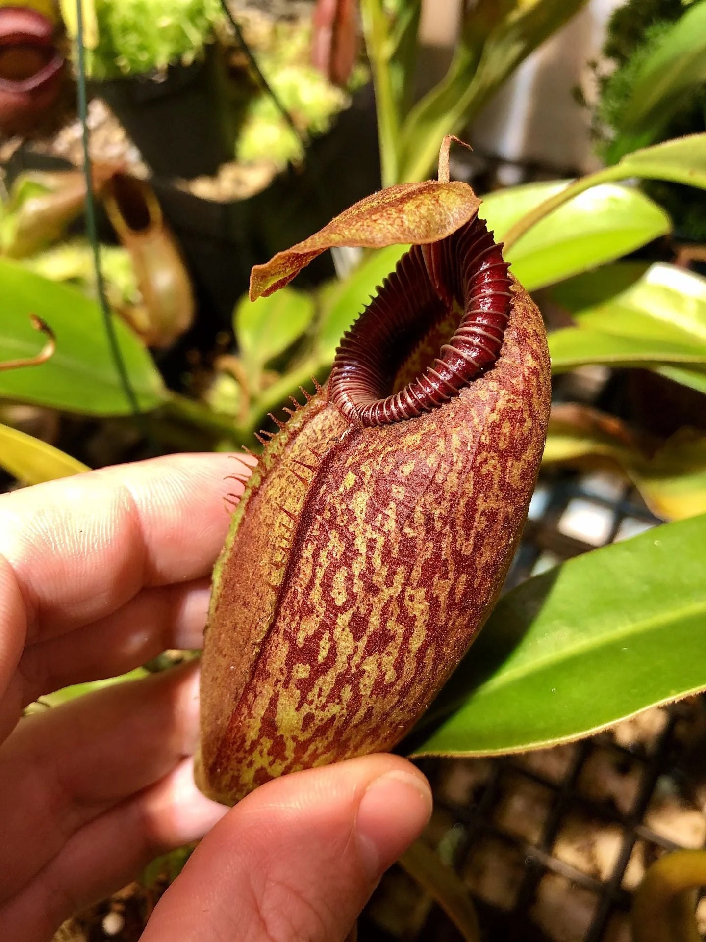 Nepenthes aristolochioides x edwardsiana 大森食虫植物農園