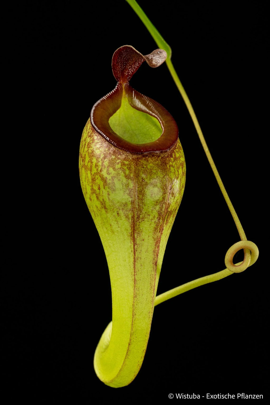 Nepenthes aristolochioides x inermis 大森食虫植物農園