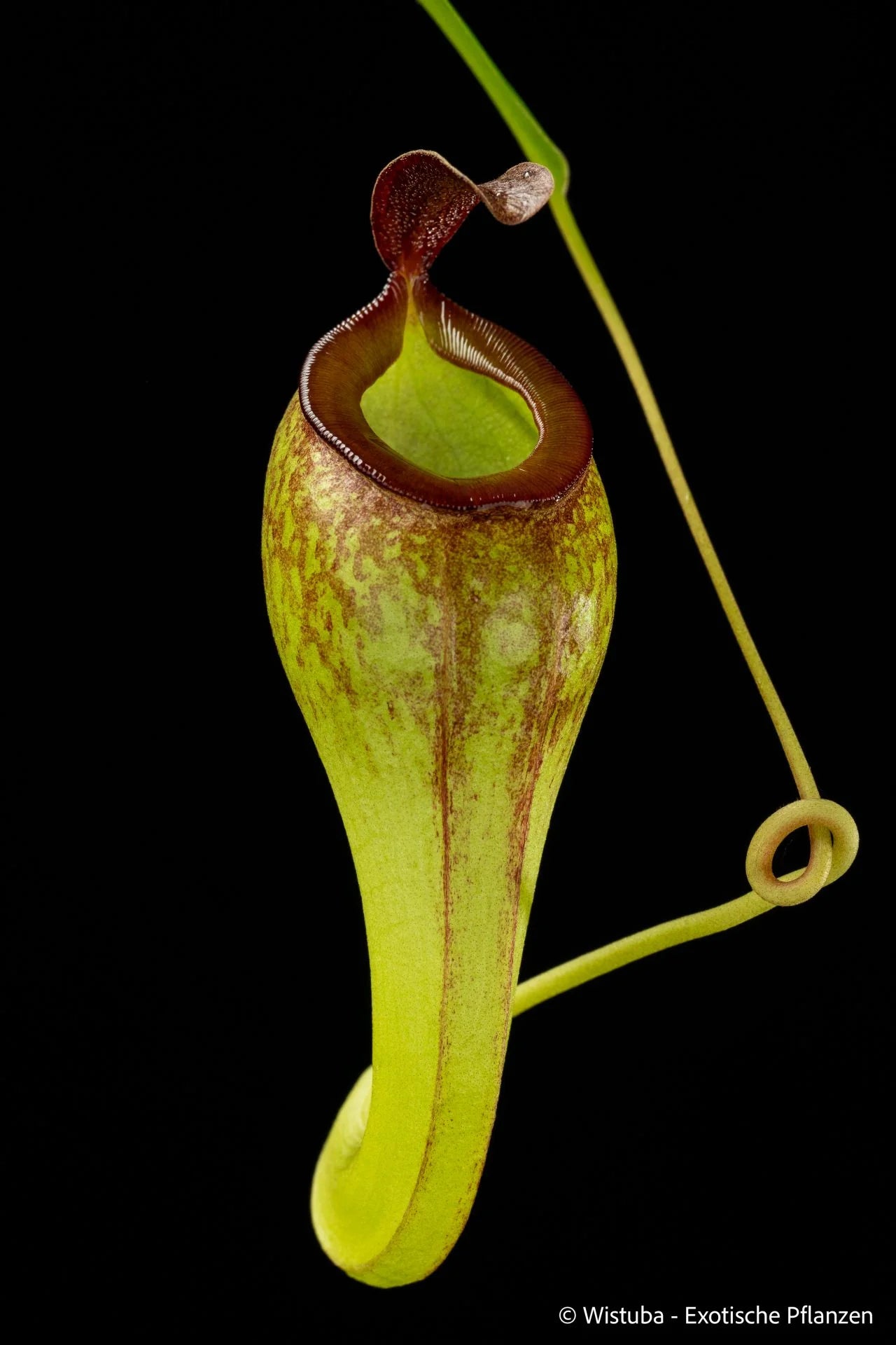 Nepenthes aristolochioides x inermis 大森食虫植物農園
