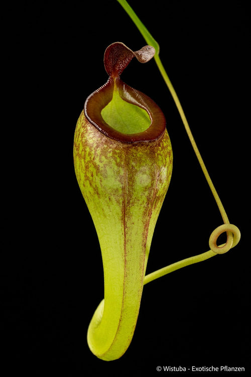 Nepenthes aristolochioides x inermis 大森食虫植物農園