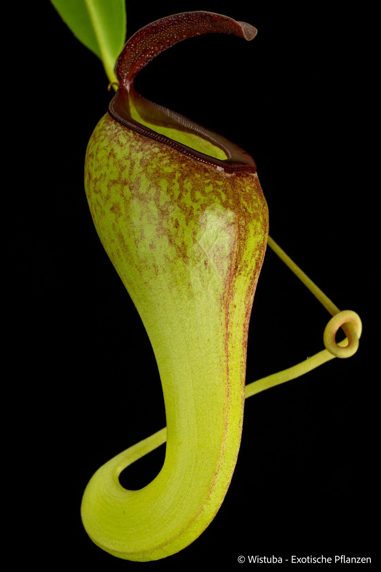 Nepenthes aristolochioides x inermis 大森食虫植物農園