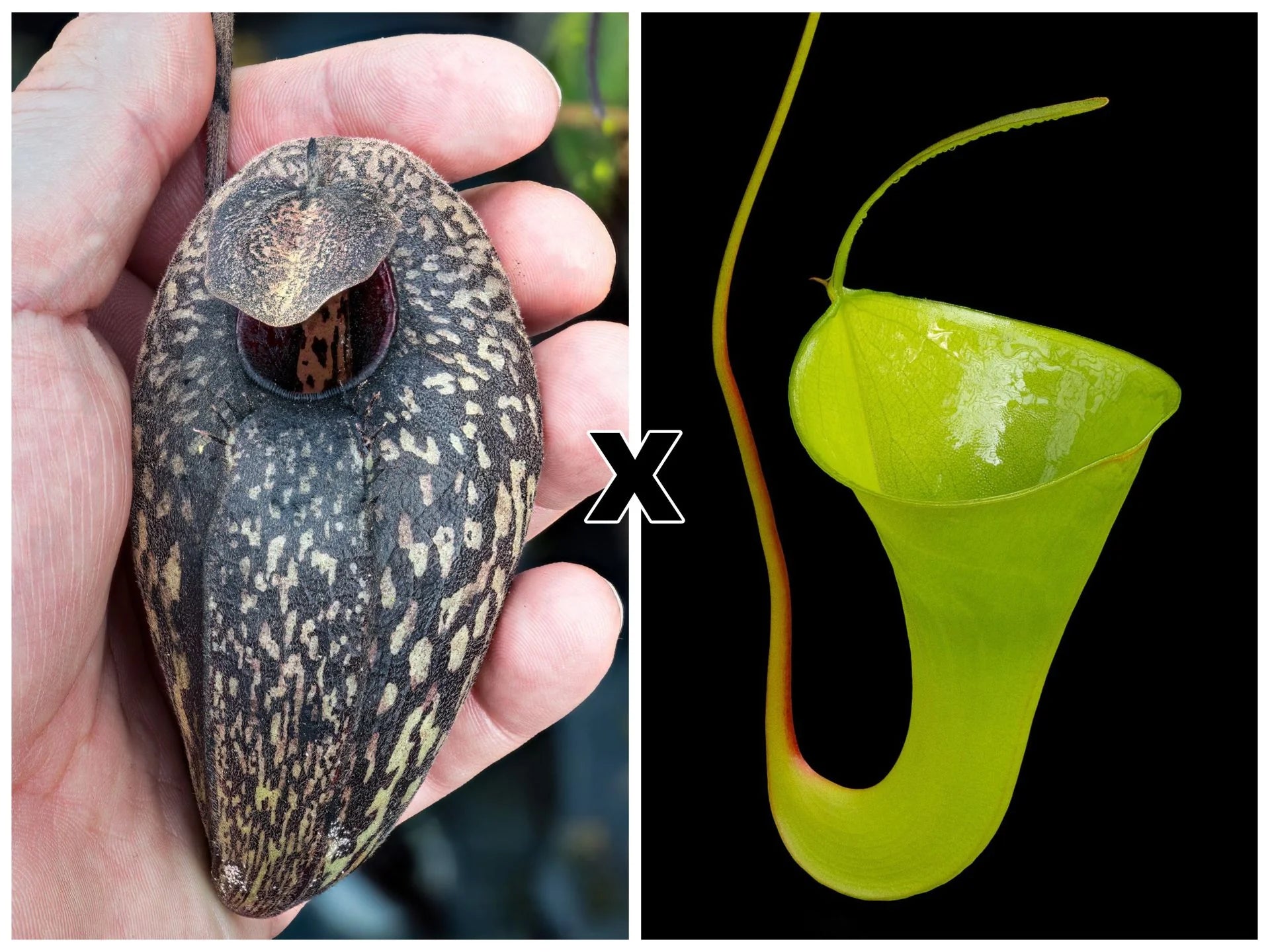 Nepenthes aristolochioides x inermis 大森食虫植物農園