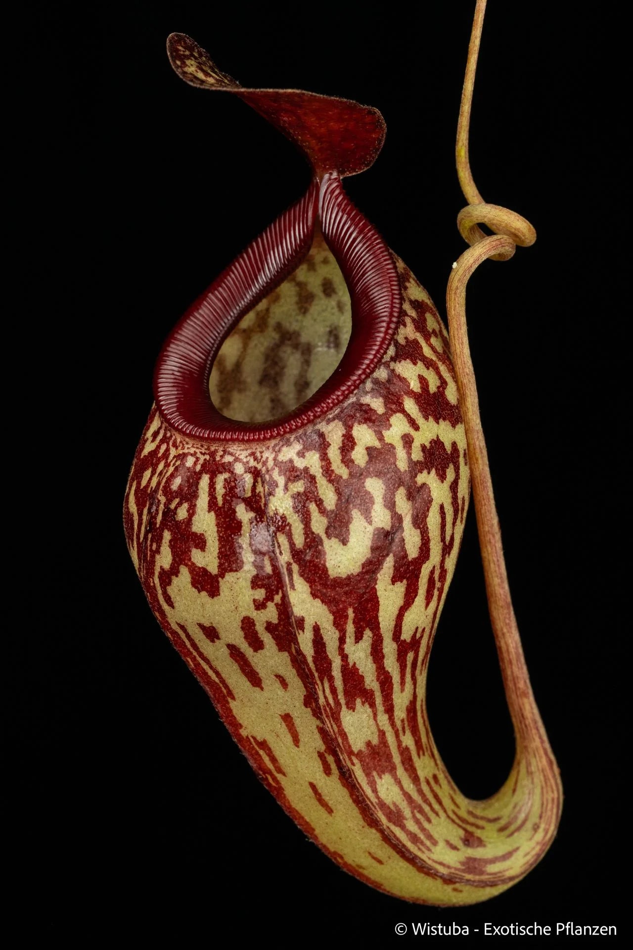 Nepenthes aristolochioides x pitopangii 大森食虫植物農園
