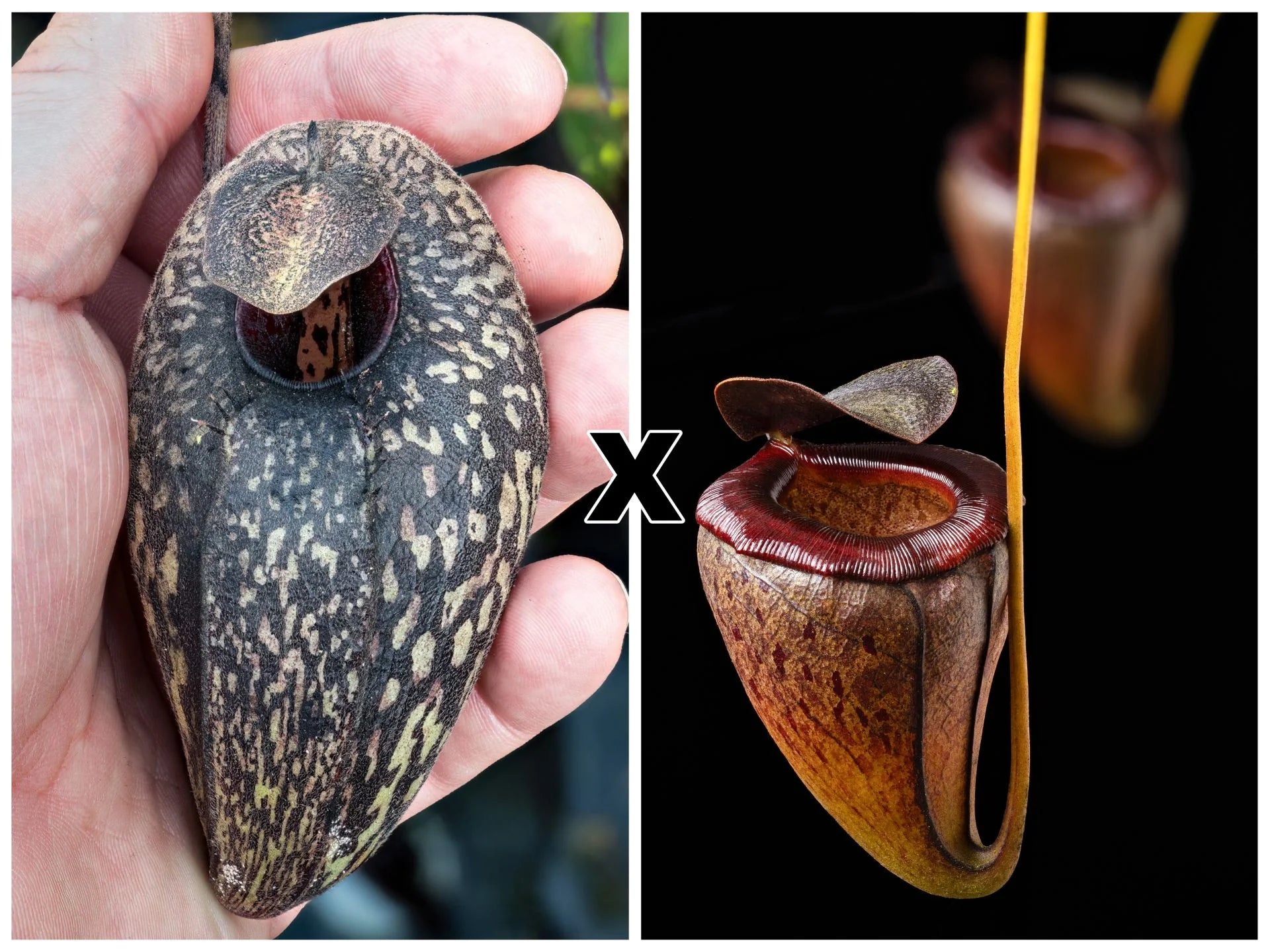 Nepenthes aristolochioides x tenuis 大森食虫植物農園