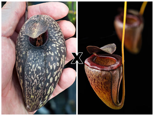 Nepenthes aristolochioides x tenuis 大森食虫植物農園