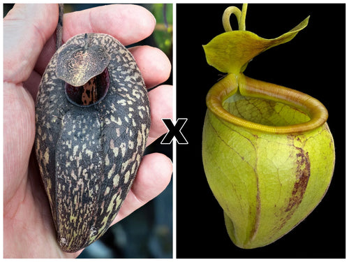 Nepenthes aristolochioides x undulatifolia 大森食虫植物農園