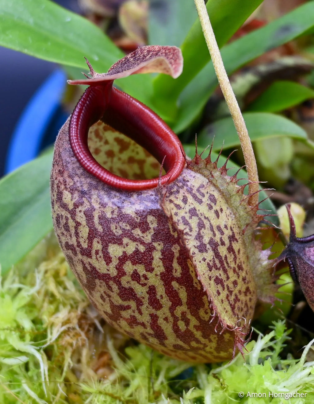 Nepenthes aristolochioides x undulatifolia 大森食虫植物農園