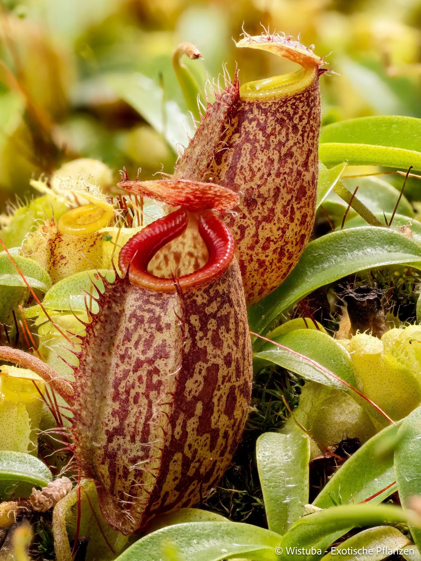 Nepenthes aristolochioides x undulatifolia 大森食虫植物農園