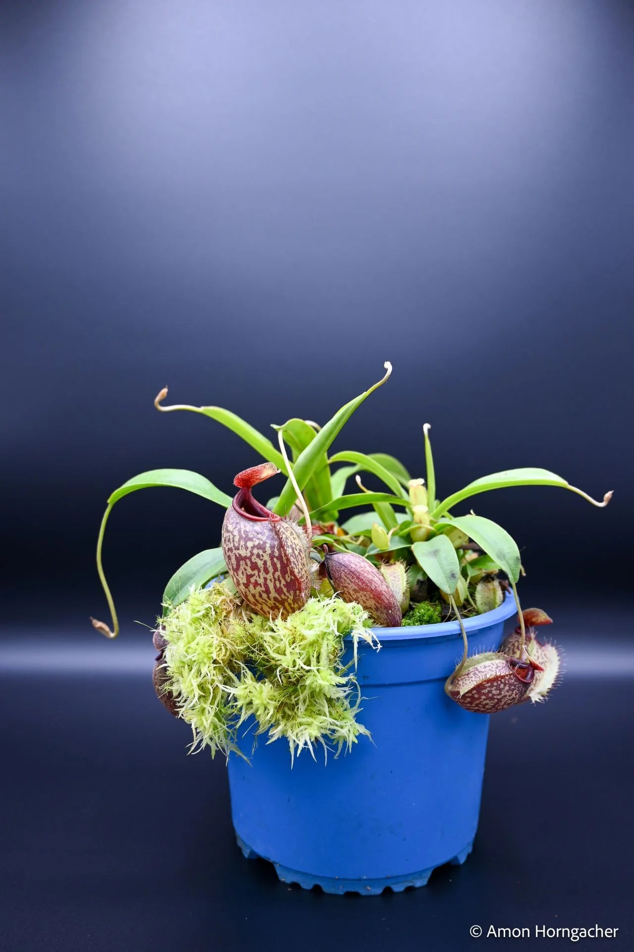 Nepenthes aristolochioides x undulatifolia 大森食虫植物農園