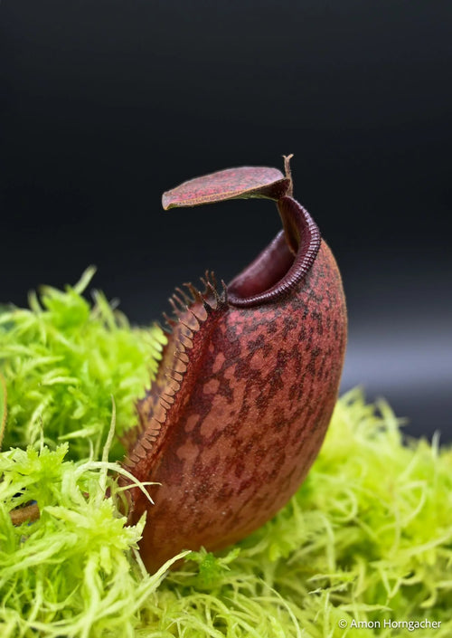 Nepenthes aristolochioides x veitchii (red striped peristome) 大森食虫植物農園