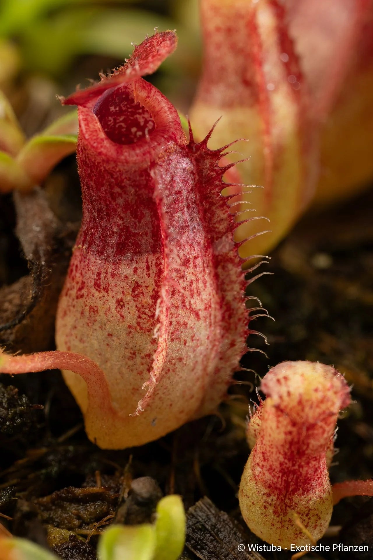 Nepenthes aristolochioides x veitchii (red striped peristome) 大森食虫植物農園