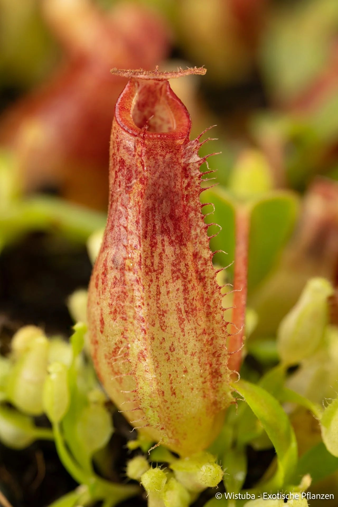 Nepenthes aristolochioides x veitchii (red striped peristome) 大森食虫植物農園