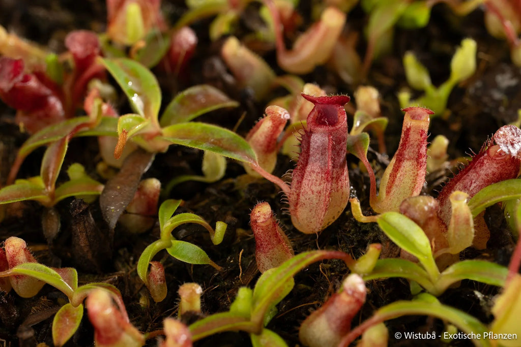 Nepenthes aristolochioides x veitchii (red striped peristome) 大森食虫植物農園