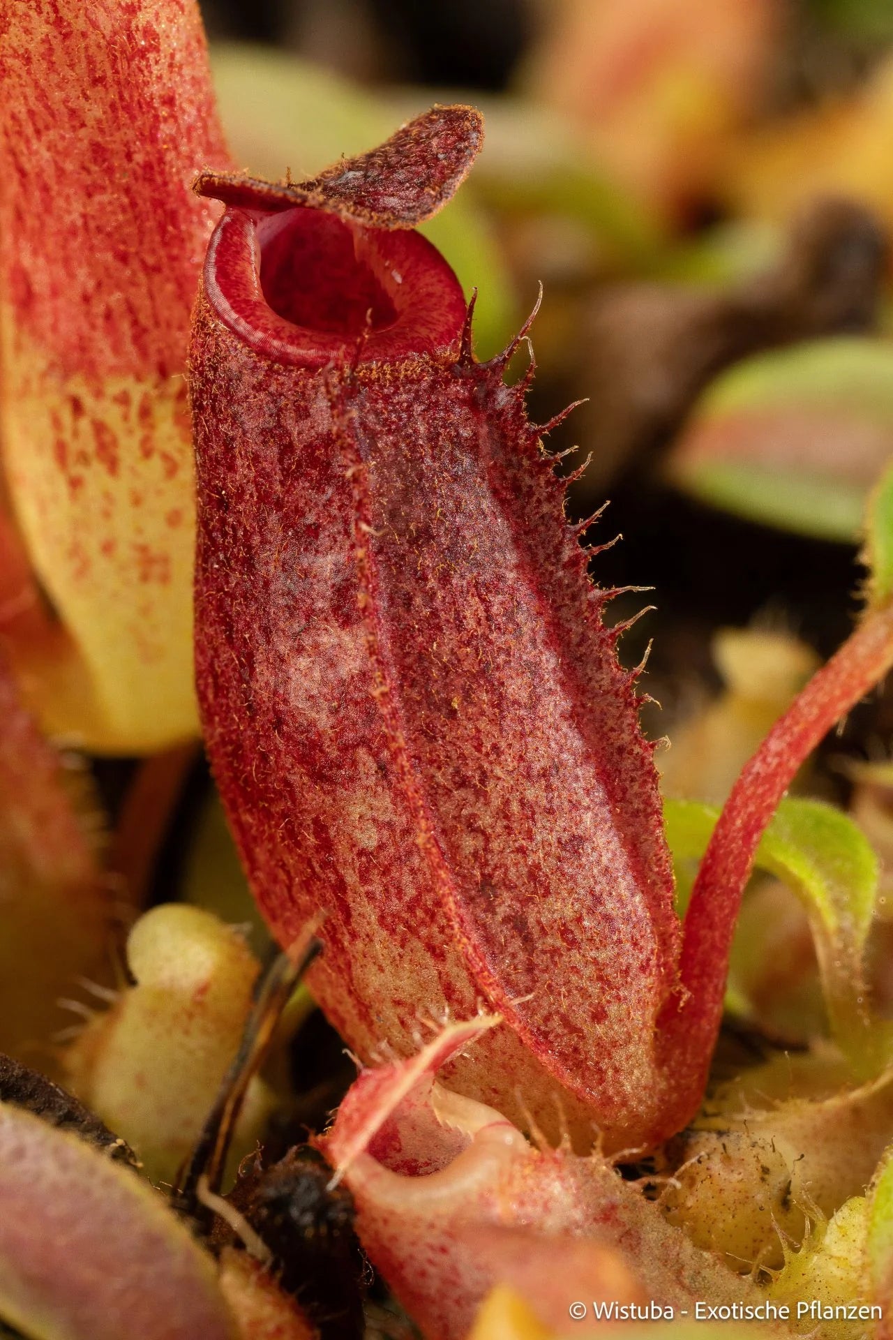 Nepenthes aristolochioides x veitchii (red striped peristome) 大森食虫植物農園