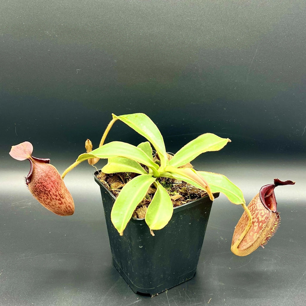 Nepenthes aristolochioides x veitchii (red striped peristome) 大森食虫植物農園