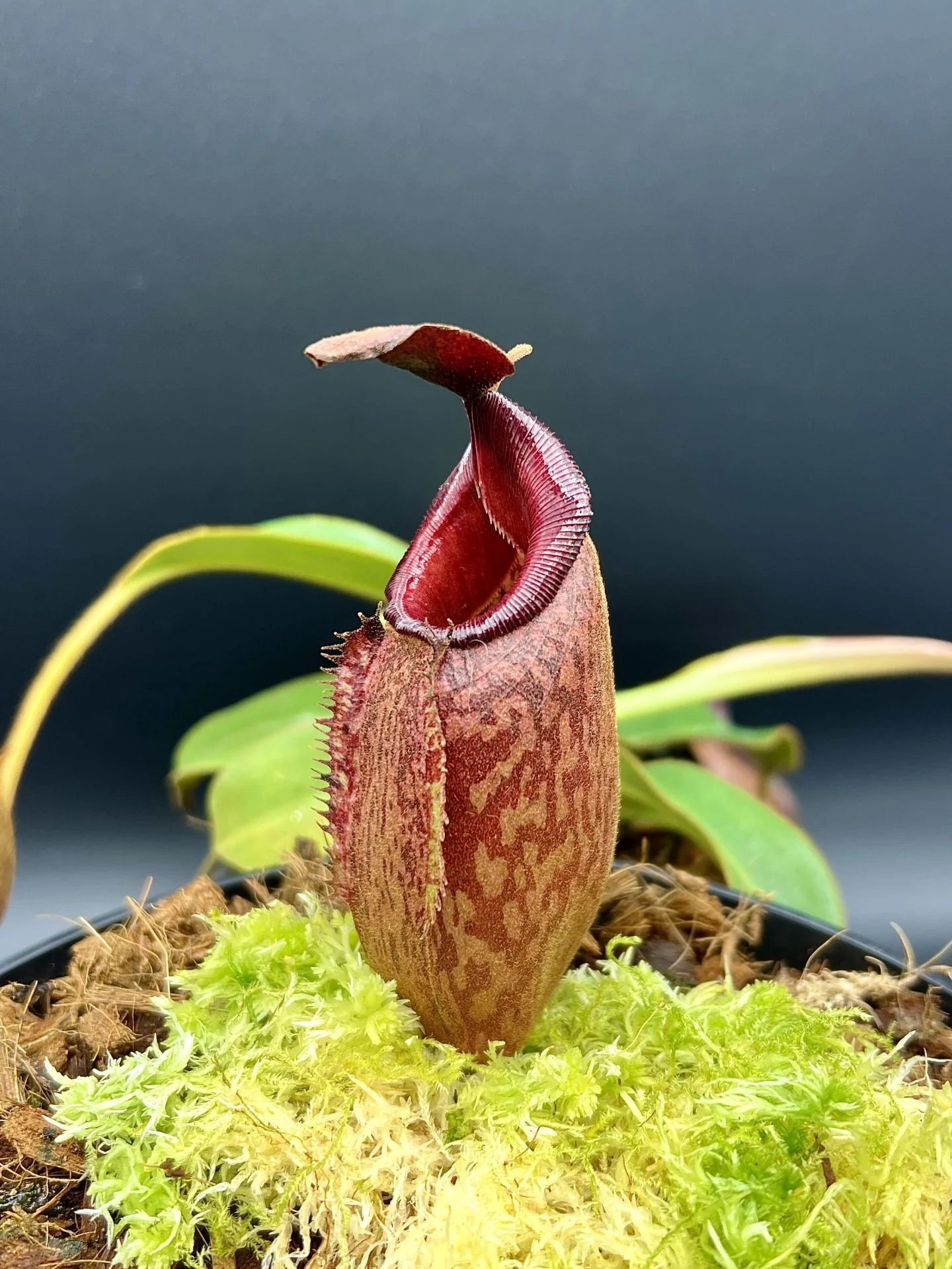 Nepenthes aristolochioides x veitchii (red striped peristome) 大森食虫植物農園