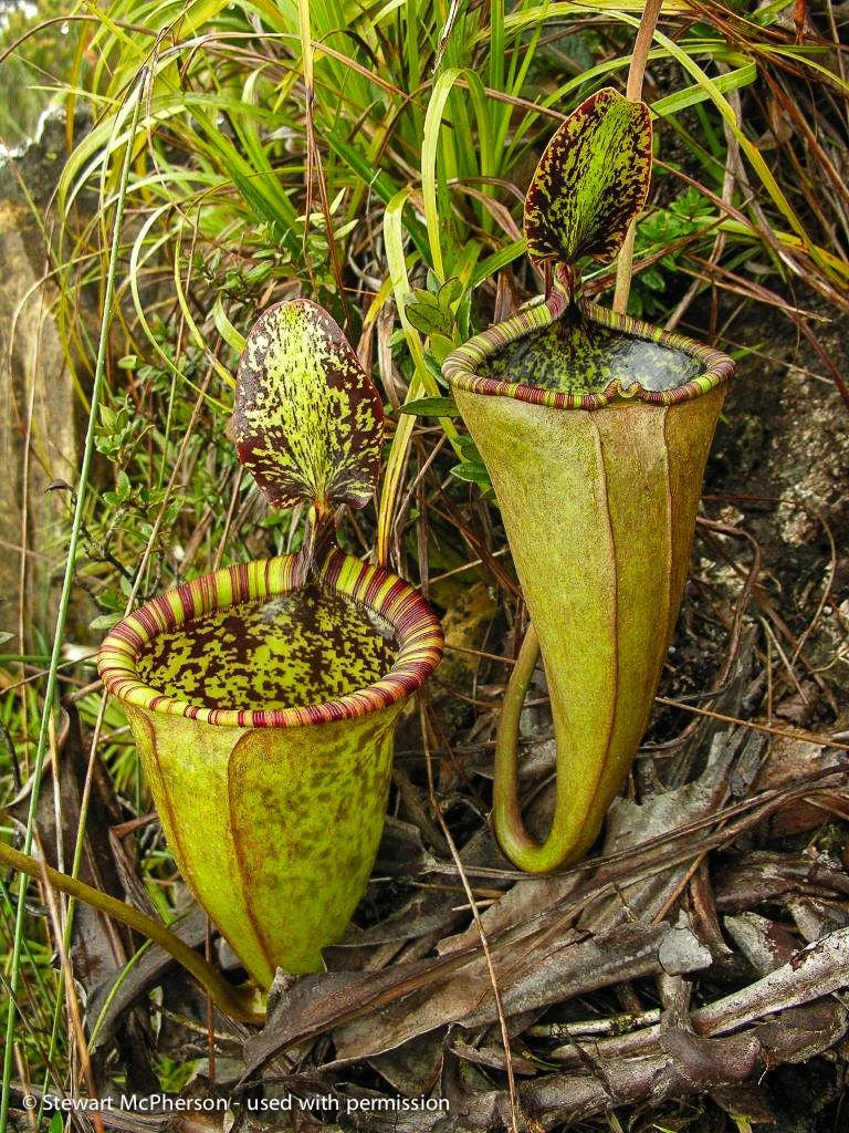 Nepenthes attenboroughii (Mt. Victoria, Palawan) 大森食虫植物農園