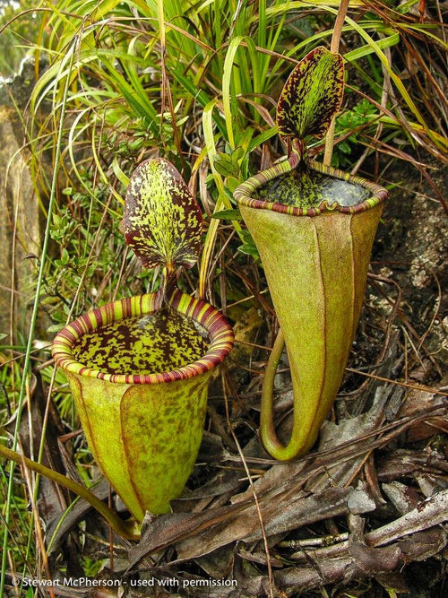 Nepenthes attenboroughii (Mt. Victoria, Palawan) 大森食虫植物農園