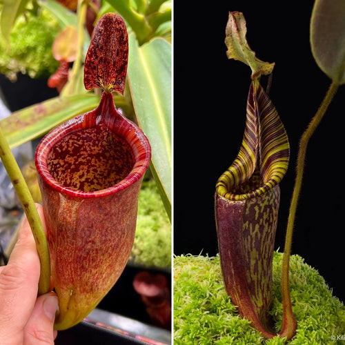 Nepenthes attenboroughii x mollis 大森食虫植物農園