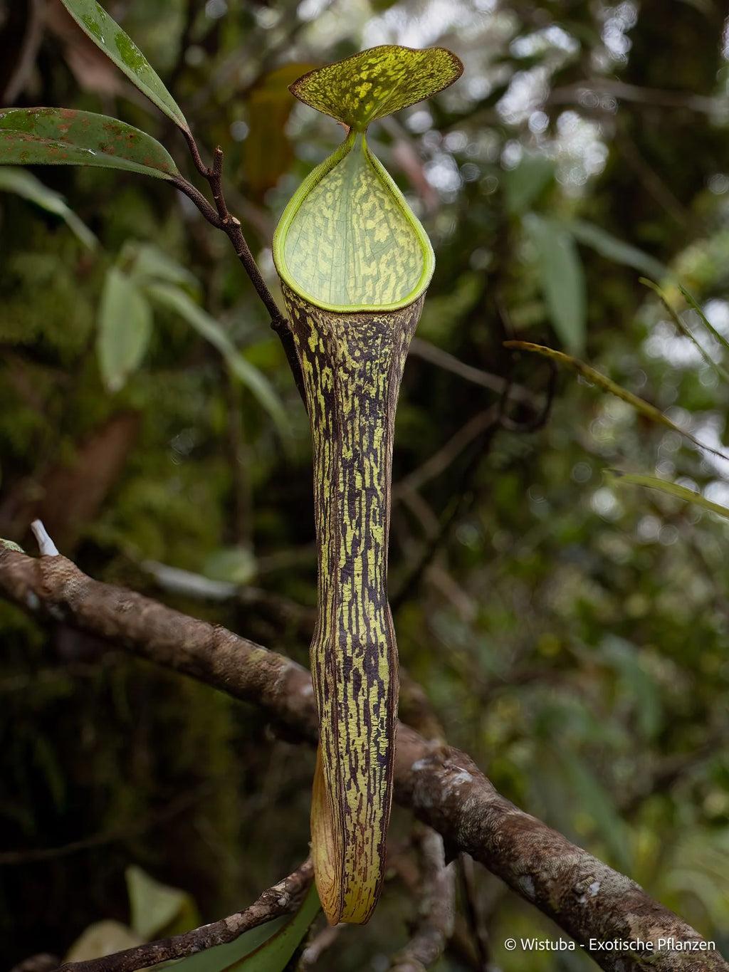 Nepenthes batik (Malaysia) 大森食虫植物農園