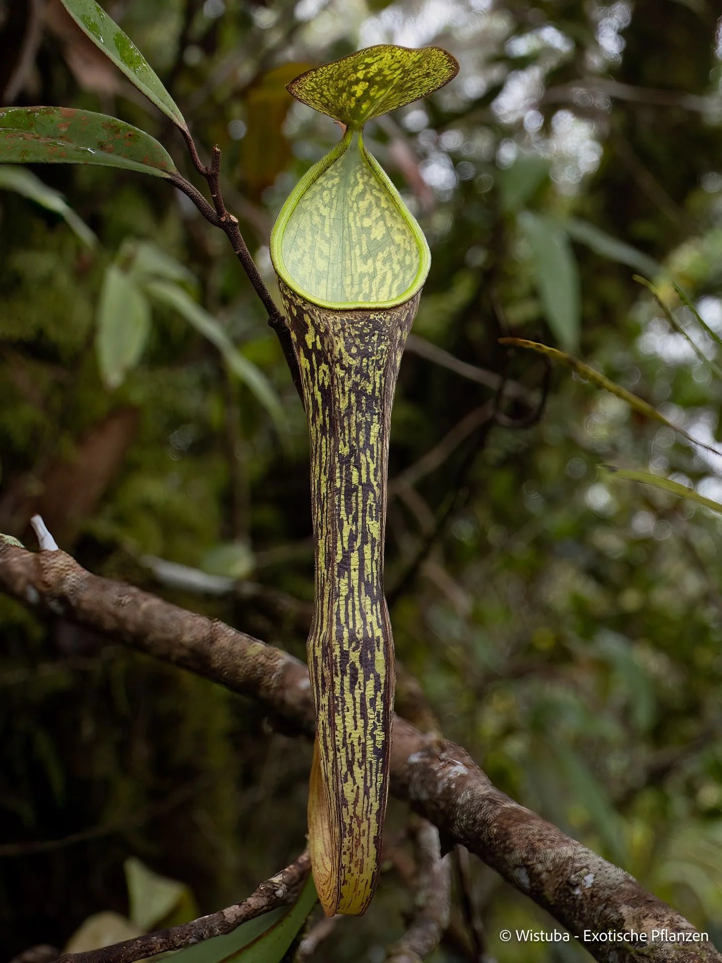 Nepenthes batik (Malaysia) 大森食虫植物農園
