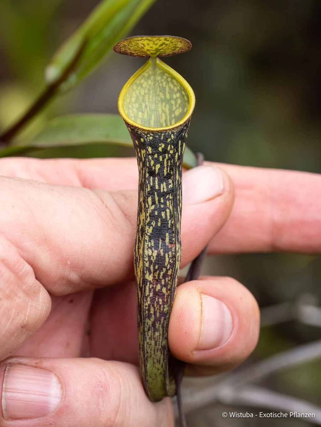 Nepenthes batik (Malaysia) 大森食虫植物農園