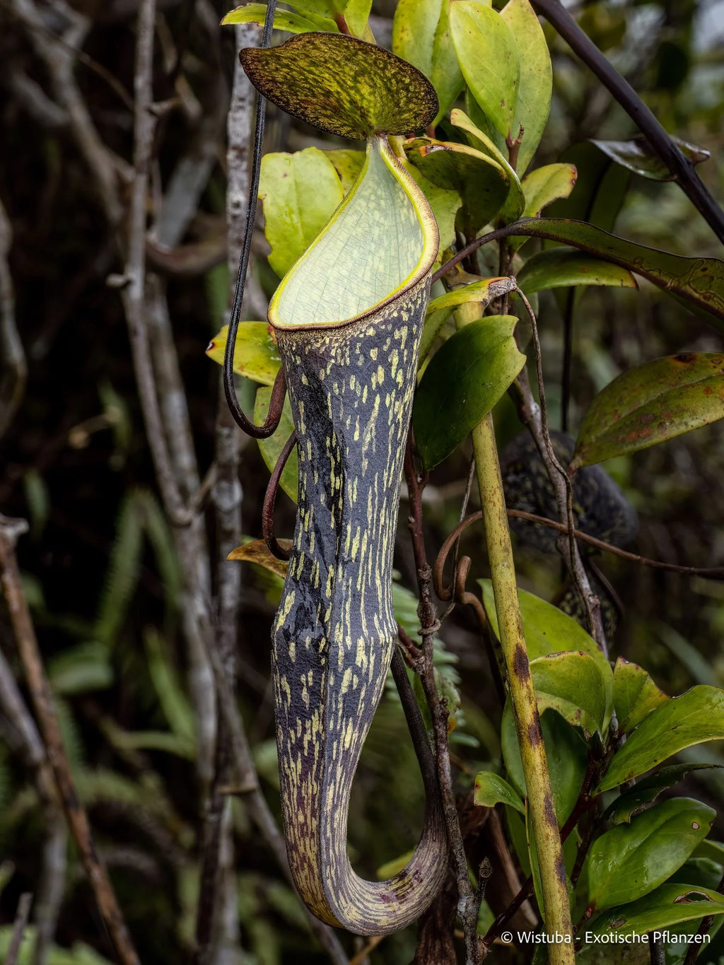 Nepenthes batik (Malaysia) 大森食虫植物農園