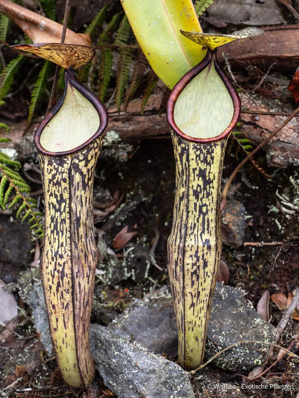Nepenthes batik (Malaysia) 大森食虫植物農園