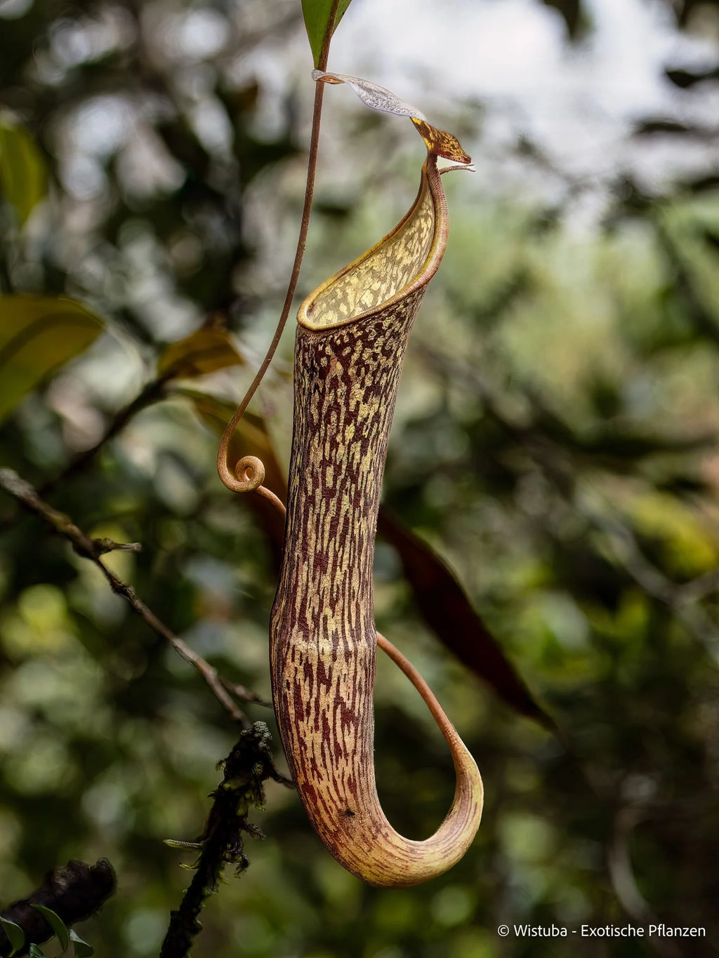 Nepenthes batik (Malaysia) 大森食虫植物農園