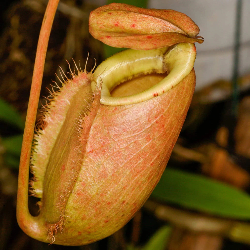 Nepenthes bellii, 8-10 cm 大森食虫植物農園