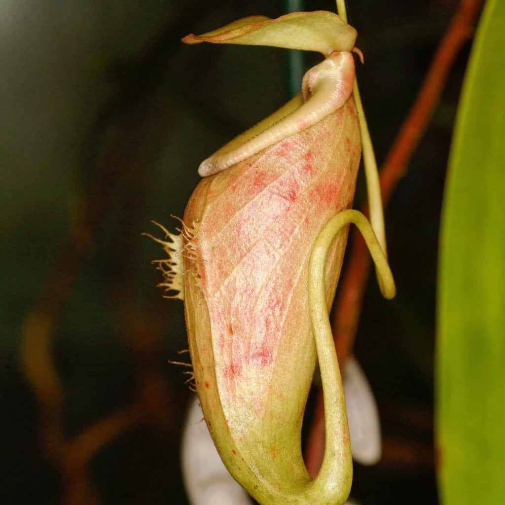 Nepenthes bellii, 8-10 cm 大森食虫植物農園