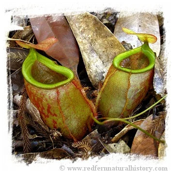 Nepenthes bellii {Mindanao, Philippines} [BCP ID# N324, N1713] / 1株の苗, サイズ 3-6 cm 大森食虫植物農園