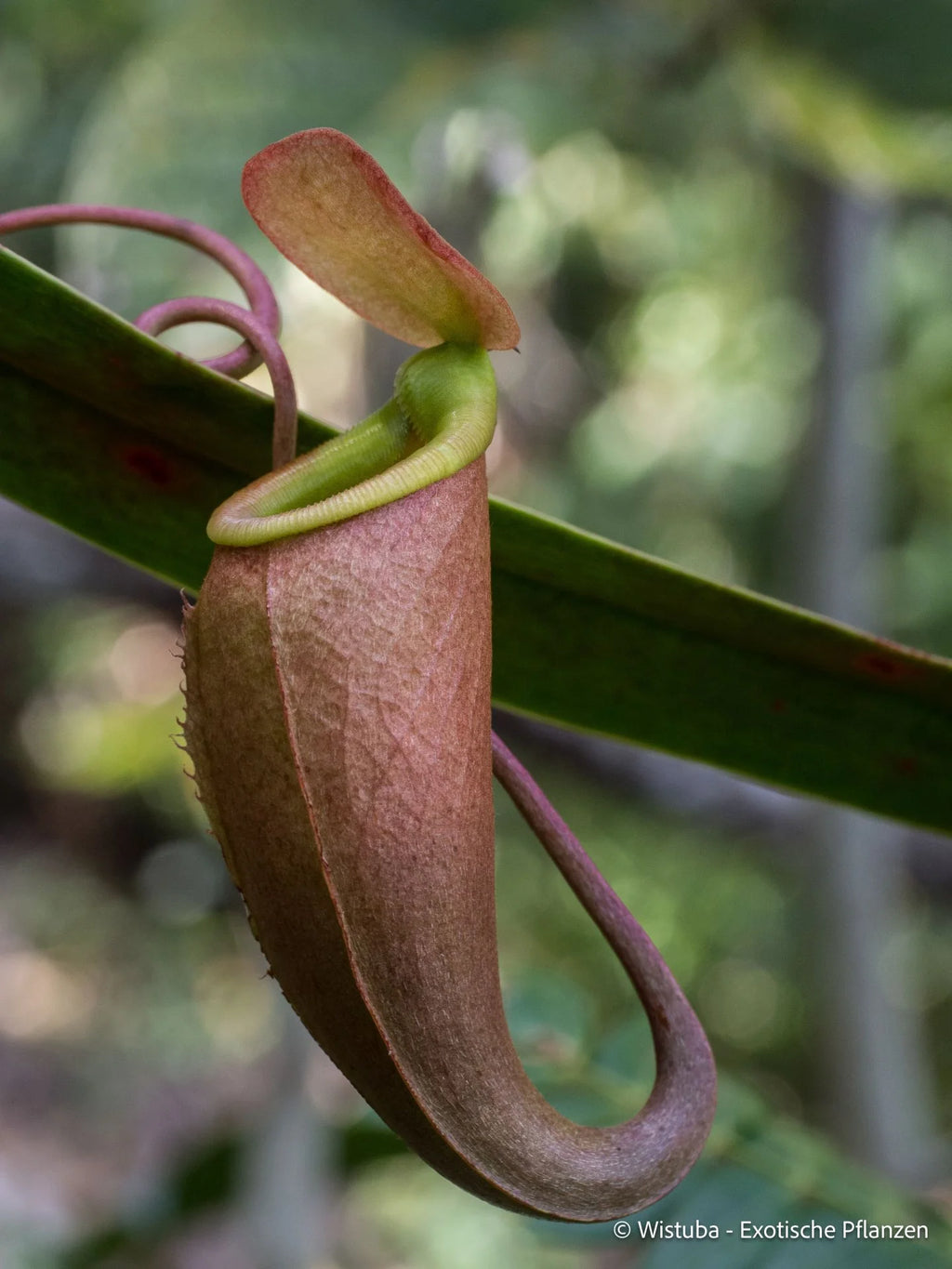 Nepenthes bellii (Mindanao, Philippines) 大森食虫植物農園