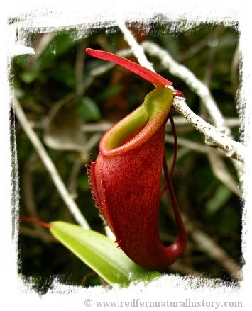 Nepenthes bellii {Mindanao, Philippines} [BCP ID# N324, N1713] / 1株の苗, サイズ 3-6 cm 大森食虫植物農園