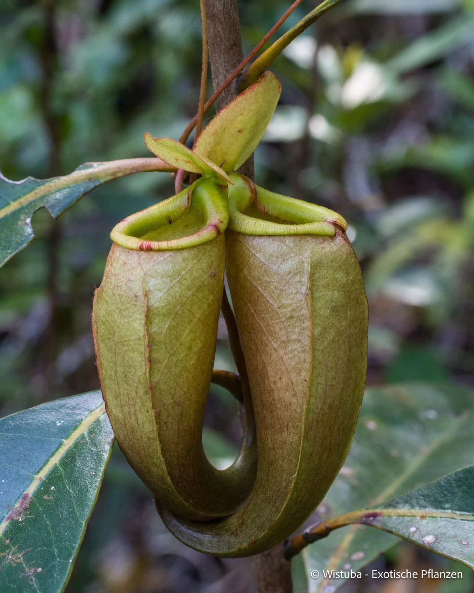 Nepenthes bellii (Mindanao, Philippines) 大森食虫植物農園