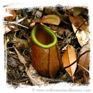Nepenthes bellii {Mindanao, Philippines} [BCP ID# N324, N1713] / 1株の苗, サイズ 3-6 cm 大森食虫植物農園