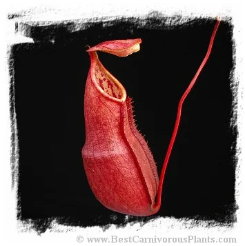 Nepenthes benstonei {Bukit Bakar, Kelantan, Malaysia} [BCP ID# N212, 241-249] / 1株の苗, サイズ 5-12 cm 大森食虫植物農園