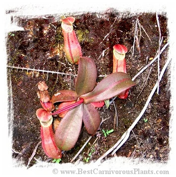 Nepenthes benstonei {Bukit Bakar, Kelantan, Malaysia} [BCP ID# N212, 241-249] / 1株の苗, サイズ 5-12 cm 大森食虫植物農園