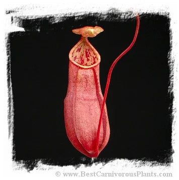 Nepenthes benstonei {Bukit Bakar, Kelantan, Malaysia} [BCP ID# N212, 241-249] / 1株の苗, サイズ 5-12 cm 大森食虫植物農園