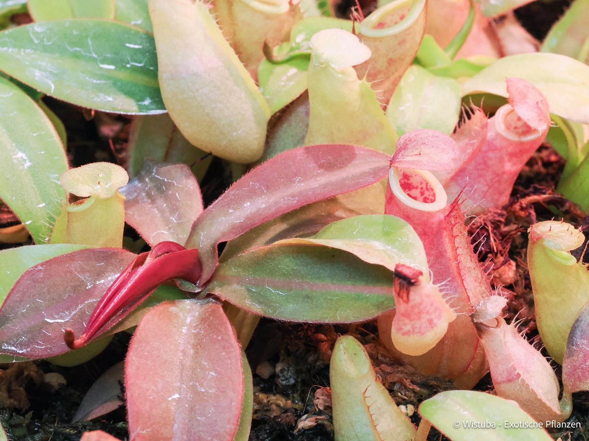 Nepenthes benstonei (Malaysia) 大森食虫植物農園