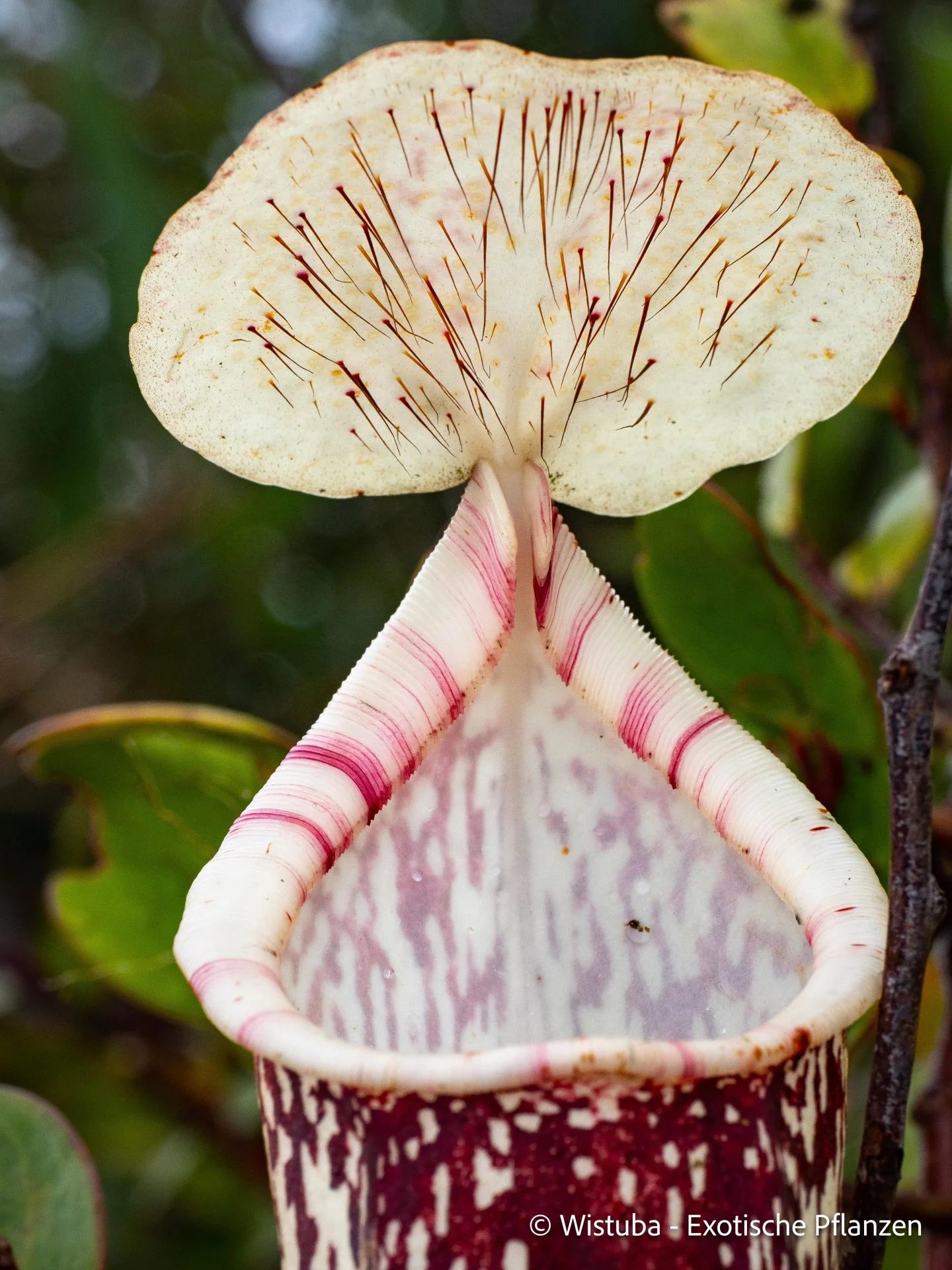 Nepenthes berbulu 大森食虫植物農園