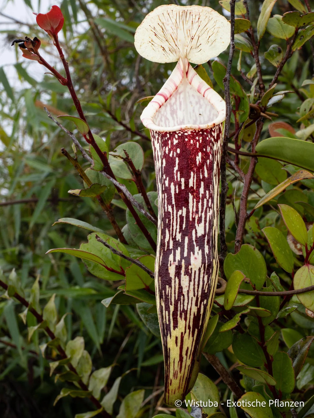 Nepenthes berbulu 大森食虫植物農園
