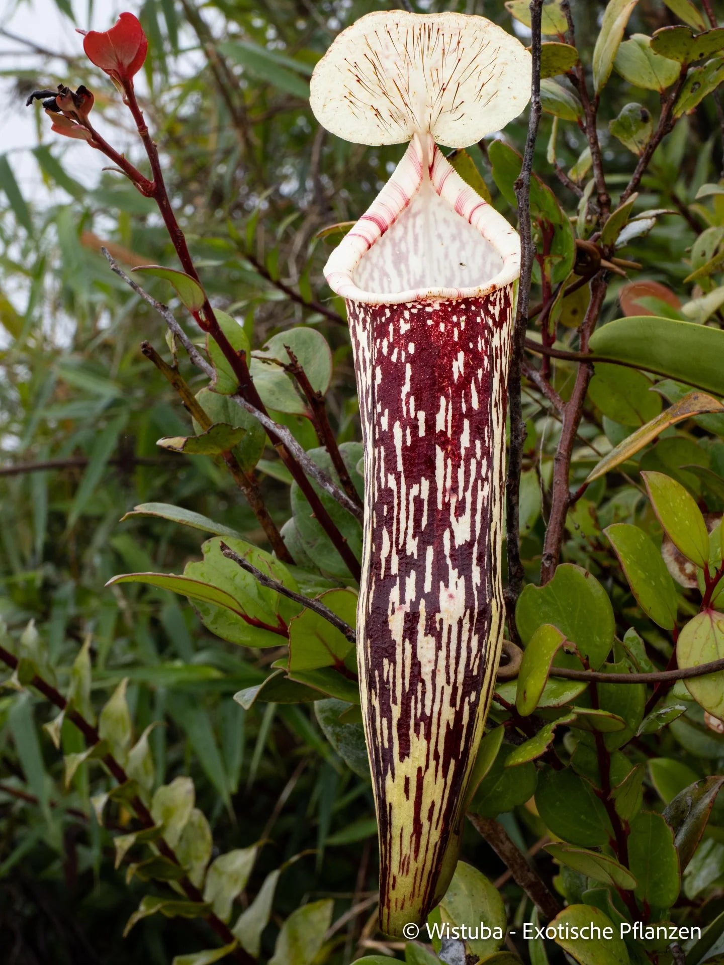 Nepenthes berbulu 大森食虫植物農園