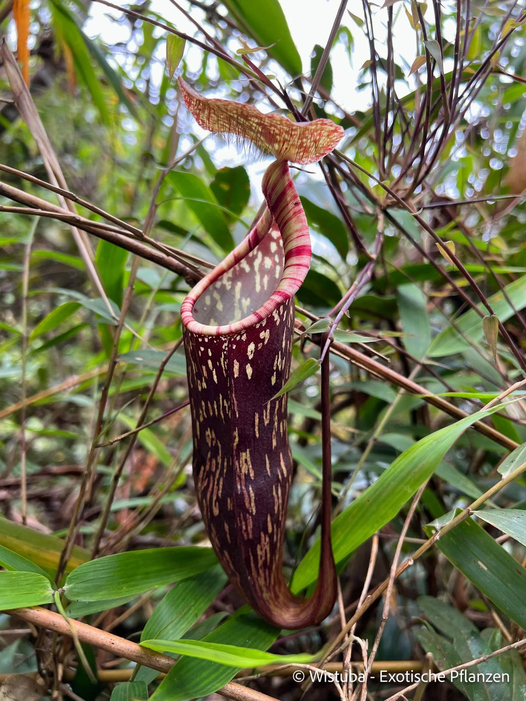 Nepenthes berbulu 大森食虫植物農園