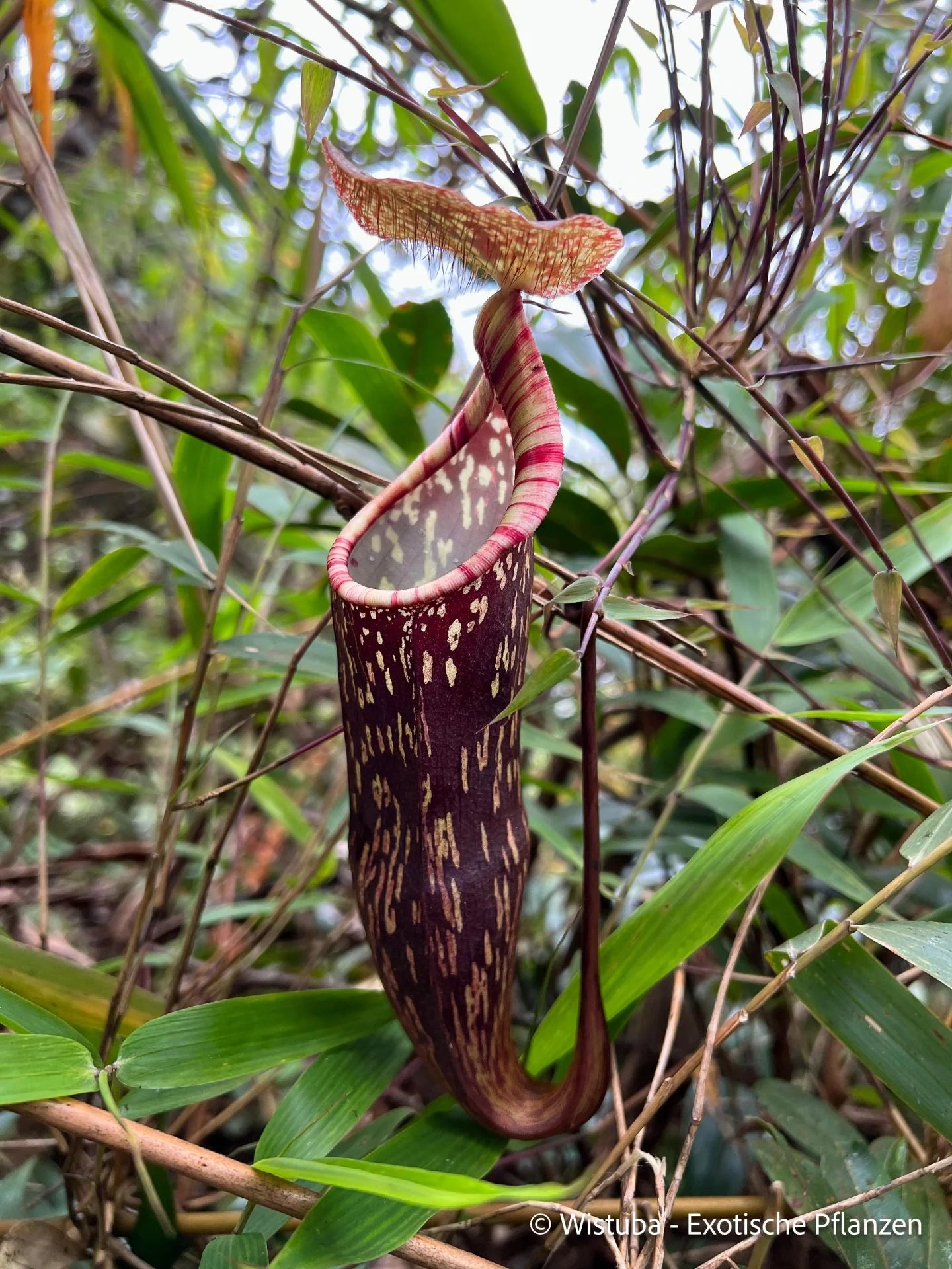 Nepenthes berbulu 大森食虫植物農園