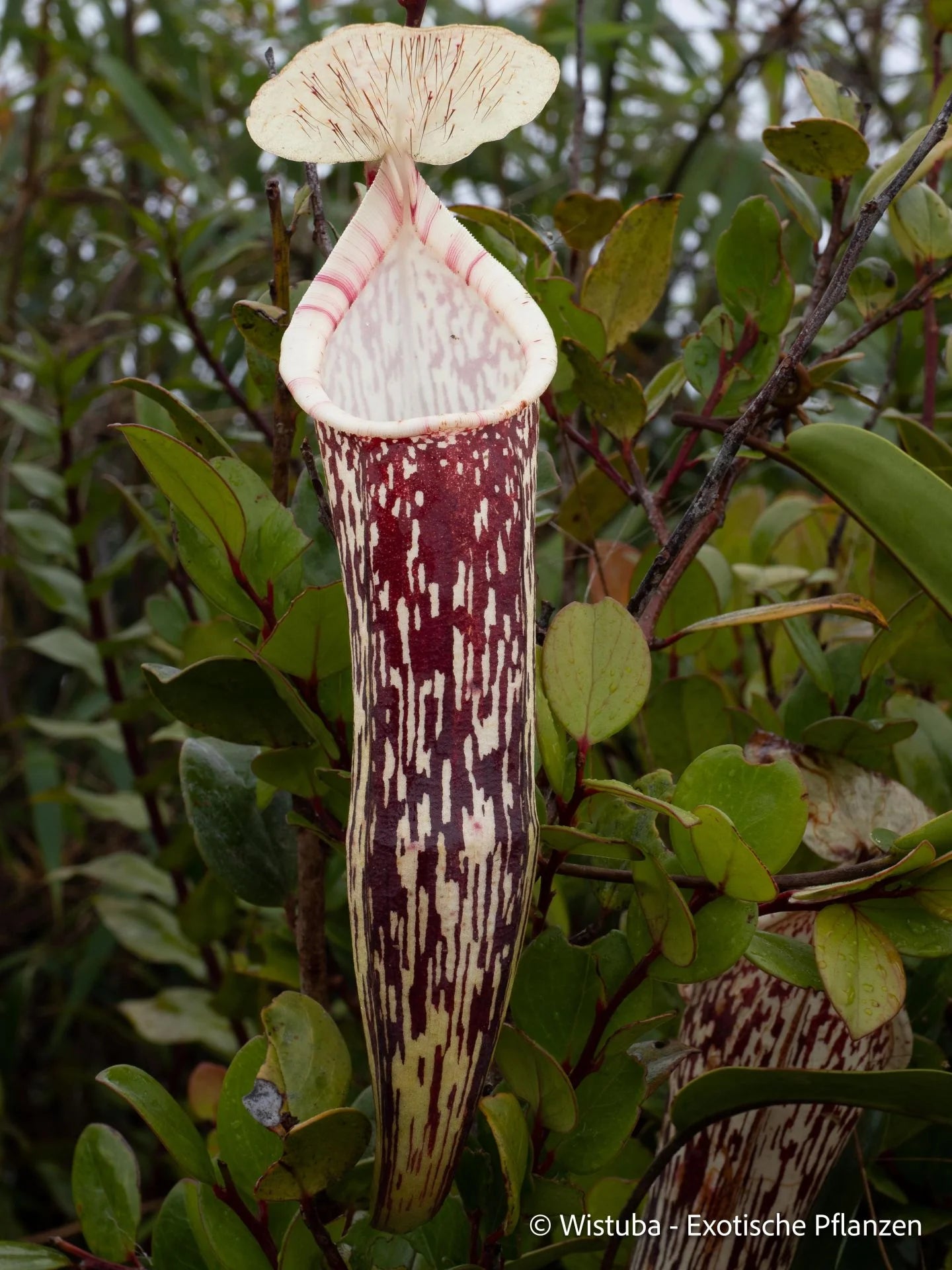 Nepenthes berbulu 大森食虫植物農園